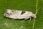 Epinotia ramella