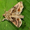 Euchalcia variabilis