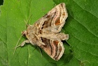 Euchalcia variabilis