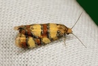Aethes tesserana