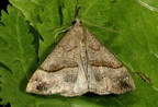 Hypena proboscidalis