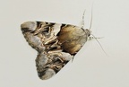 Catocala fulminea