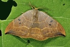 Watsonalla binaria