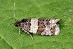 Isotrias hybridana