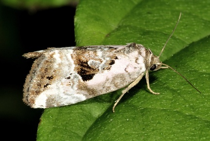 Elaphria venustula -- 

ORDINE: LEPIDOPTERA

FAMIGLIA: NOCTUIDAE

nome scientifico: Elaphria venustula

DATA e LOCALITA: 27/05/2016 - Colline nei pressi di Fano, PU

: 