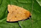 Enargia paleacea