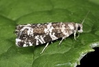 Epinotia tedella