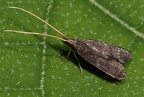 Lecithocera nigrana