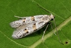 Symmocoides oxybiella