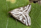 Loxostege aeruginalis
