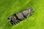 Pammene ochsenheimeriana