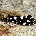 Euplocamus anthracinalis