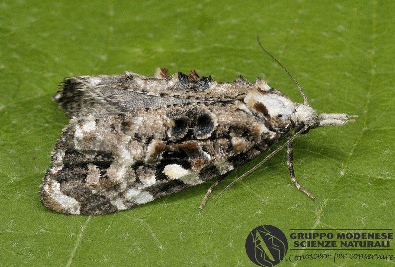 ORDINE: LEPIDOPTERA
FAMIGLIA: TORTRICIDAE
nome scientifico: Phtheochroa ingridae
DATA e LOCALITA: 05/06/2019 - Cisana, Toano, RE
: GM17L556.JPG