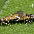 Pancalia leuwohenchella