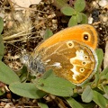 Coenonympha corinna