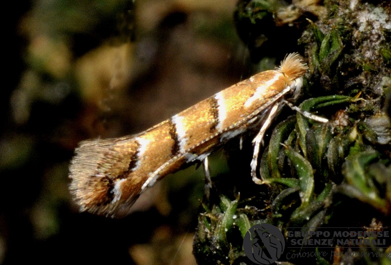ORDINE: LEPIDOPTERA
FAMIGLIA: GRACILLARIIDAE
nome scientifico: Cameraria ohridella
DATA e LOCALITA: 12/06/2019 - Sassuolo, MO
: GM17L562.JPG