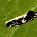 Monopis obviella