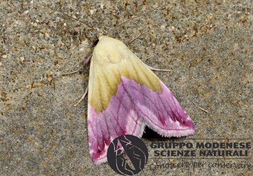 Eublemma purpurina