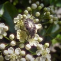 Oxythyrea funesta - Bioblitz 2020 #iorestoacasa - Fabbri Fabrizio - BB2020-17