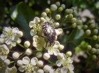 Oxythyrea funesta - Bioblitz 2020 #iorestoacasa - Fabbri Fabrizio - BB2020-17