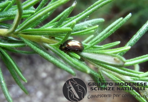 Chrysolina americana - Bioblitz 2020 #iorestoacasa - Fabrizio Fabbri - BB2020-61