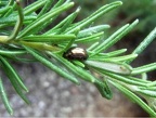 Chrysolina americana - Bioblitz 2020 #iorestoacasa - Fabrizio Fabbri - BB2020-61