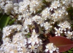 Andrena sp. - Bioblitz 2020 #iorestoacasa - Fabrizio Fabbri - BB2020-19