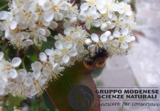Andrena fulva - Bioblitz 2020 #iorestoacasa - Fabrizio Fabbri - BB2020-32