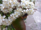Andrena fulva - Bioblitz 2020 #iorestoacasa - Fabrizio Fabbri - BB2020-32