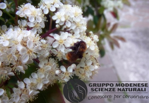 Andrena fulva - Bioblitz 2020 #iorestoacasa - Fabrizio Fabbri - BB2020-33