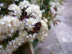 Andrena fulva - Bioblitz 2020 #iorestoacasa - Fabrizio Fabbri - BB2020-33