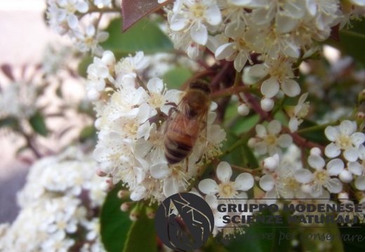 Apis mellifera - Bioblitz 2020 #iorestoacasa - Fabrizio Fabbri - BB2020-29