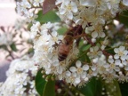 Apis mellifera - Bioblitz 2020 #iorestoacasa - Fabrizio Fabbri - BB2020-29