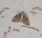 Bioblitz 2020 #iorestoacasa - Bertuzzi Massimo - BB2020-46
