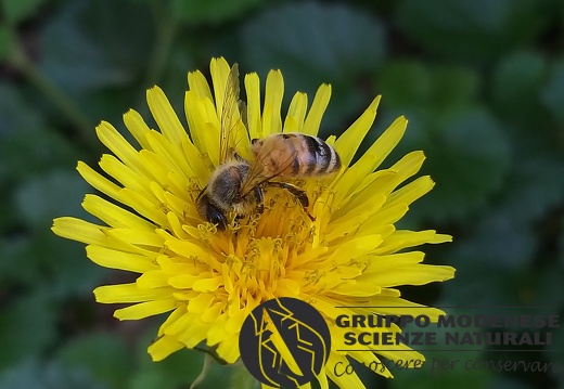 Apis mellifera - Bioblitz 2020 #iorestoacasa - Marco Palmieri - BB2020-48