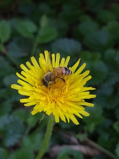 Apis mellifera - Bioblitz 2020 #iorestoacasa - Marco Palmieri - BB2020-48