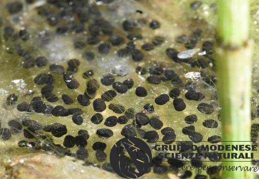 Bioblitz 2020 #iorestoacasa - Marco Palmieri - BB2020-62 - Bufotes viridis, ovature
