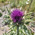 Bioblitz 2020 #iorestoacasa - Ginevra Palladini - BB2020-89