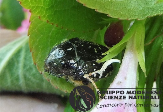 Oxythyrea funesta - Bioblitz 2020 #iorestoacasa - Lucio Saltini - BB2020-121 - Oxythyrea funesta