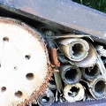 Bioblitz 2020 #iorestoacasa - Lucio Saltini - BB2020-128