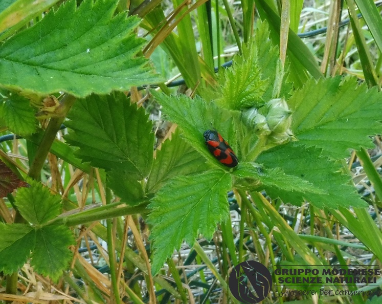 Bioblitz 2020 #iorestoacasa - Lucio Saltini - BB2020-129.JPG