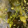 Bioblitz 2020 #iorestoacasa - Annalisa Vincelli - BB2020-207