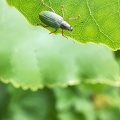 Bioblitz 2020 #iorestoacasa - Mauro Malmusi - BB2020-272