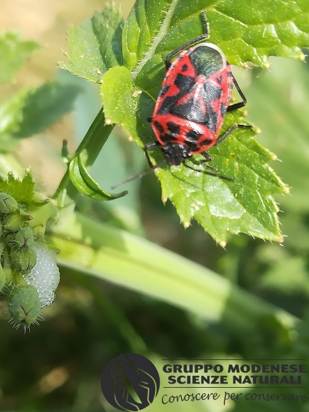 Bioblitz 2020 #iorestoacasa - Mauro Malmusi - BB2020-274.jpeg