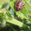 Bioblitz 2020 #iorestoacasa - Mauro Malmusi - BB2020-274