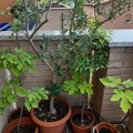 Bioblitz 2020 #iorestoacasa - Floriana e Lorenzo - BB2020-314
