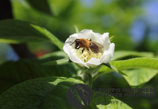 Andrena haemorrhoa - Bioblitz 2020 #iorestoacasa - Marco Tondi - BB2020-397