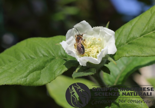 Andrena haemorrhoa - Bioblitz 2020 #iorestoacasa - Marco Tondi - BB2020-398