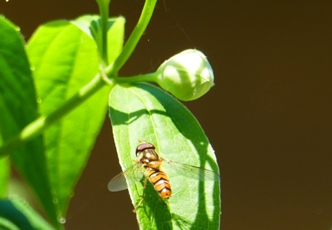 Episyrphus balteatus-dubbio - Bioblitz 2020 #iorestoacasa - Salvatore Caiazzo - BB2020-422