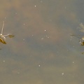 Gerride-Gerris lacustris dubio - Bioblitz 2020 #iorestoacasa - Salvatore Caiazzo - BB2020-414